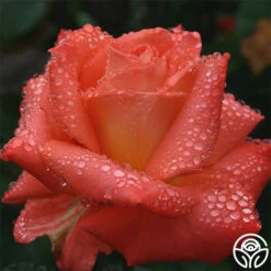 Folklore™ -Heirloom Roses folklore 3