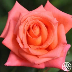 Folklore™ -Heirloom Roses folklore 4