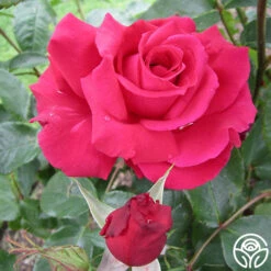 Forgotten Dreams -Heirloom Roses forgotten dreams 4