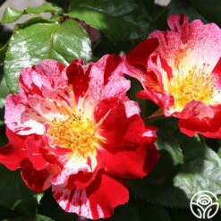 Fourth Of July™ -Heirloom Roses fourth of july logo 01