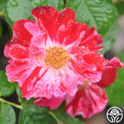 Fourth Of July™ -Heirloom Roses fourth of july logo 03