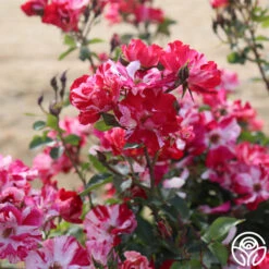 Fourth Of July™ -Heirloom Roses fourth of july logo 04