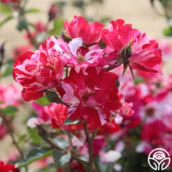 Fourth Of July™ -Heirloom Roses fourth of july logo 05