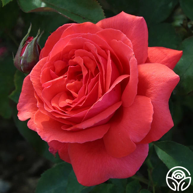 Fragrant Cloud 4 Fragrant Cloud - Image 2