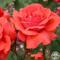 Fragrant Cloud 14 Fragrant Cloud -Heirloom Roses fragrant cloud 2 8