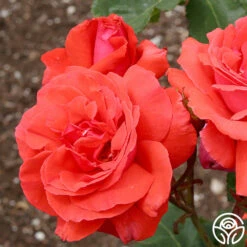 Fragrant Cloud 12 Fragrant Cloud -Heirloom Roses fragrant cloud 3 8