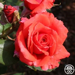 Fragrant Cloud 17 Fragrant Cloud -Heirloom Roses fragrant cloud 4