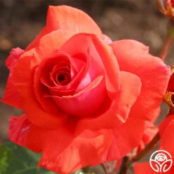 Fragrant Cloud 15 Fragrant Cloud -Heirloom Roses fragrant cloud 6