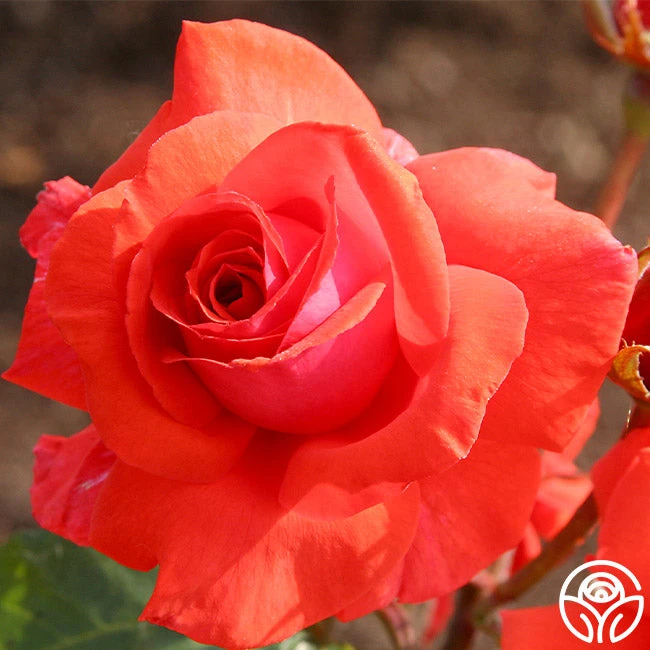 Fragrant Cloud 8 Fragrant Cloud - Image 6