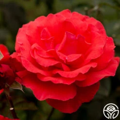 Fragrant Cloud 16 Fragrant Cloud -Heirloom Roses fragrant cloud 7