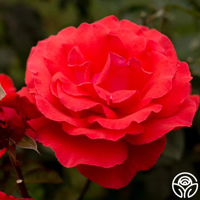 Fragrant Cloud 9 Fragrant Cloud - Image 7