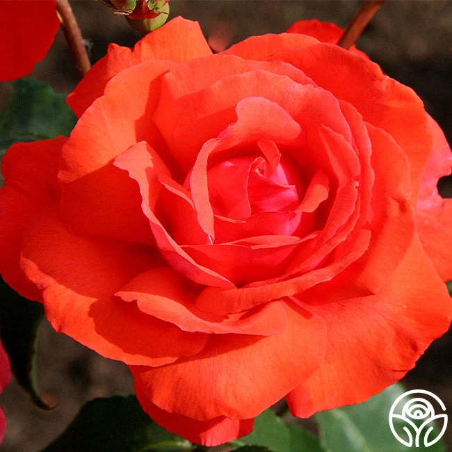 Fragrant Cloud 6 Fragrant Cloud - Image 4