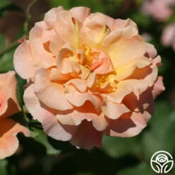 Fragrant Dream -Heirloom Roses fragrant dream 4 7