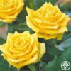 Fragrant Gold -Heirloom Roses fragrant gold