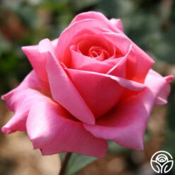 Fragrant Hour -Heirloom Roses fragrant hour 2