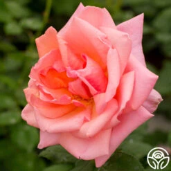 Fragrant Hour -Heirloom Roses fragrant hour 3