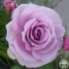 Fragrant Lavender Simplicity® -Heirloom Roses fragrant lavender simplicity 1