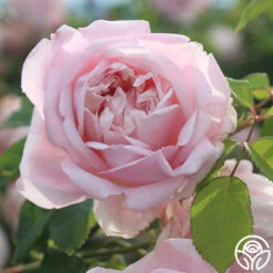 Fragrant Masterpiece™ -Heirloom Roses fragrant masterpiece 2