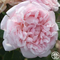 Fragrant Masterpiece™ -Heirloom Roses fragrant masterpiece 23