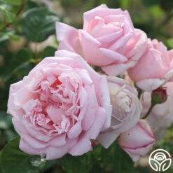 Fragrant Masterpiece™ -Heirloom Roses fragrant masterpiece 4
