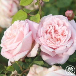 Fragrant Masterpiece™ -Heirloom Roses fragrant masterpiece 5 1