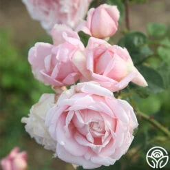 Fragrant Masterpiece™ -Heirloom Roses fragrant masterpiece 8 1