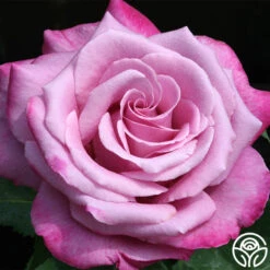 New Release -Heirloom Roses fragrant plum 1 8
