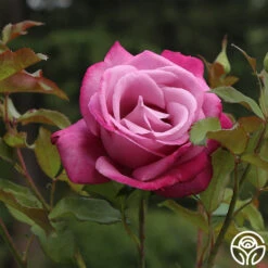 Fragrant Plum -Heirloom Roses fragrant plum 3 8