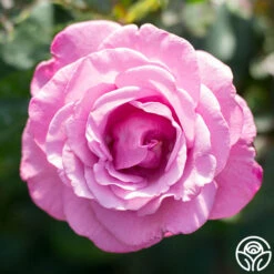 Fragrant Plum -Heirloom Roses fragrant plum 5 1