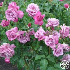 Fragrant Plum -Heirloom Roses fragrant plum 6 8