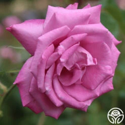 Fragrant Plum -Heirloom Roses fragrant plum 7 1 1