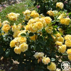 France Info ® -Heirloom Roses france info 1 5