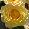 France Info ® -Heirloom Roses france info 2 5