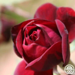 Francis Dubreuil 7 Francis Dubreuil -Heirloom Roses francis dubreuil 2