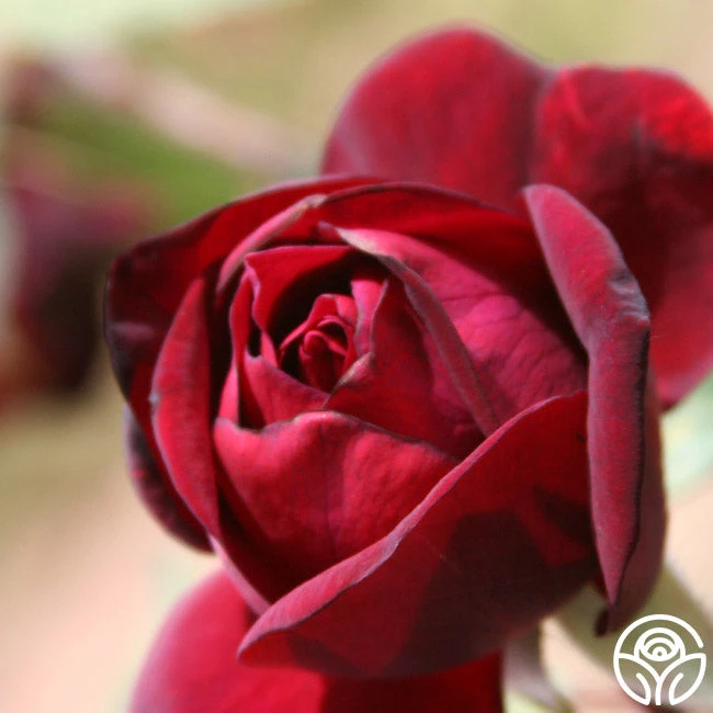 Francis Dubreuil 5 Francis Dubreuil - Image 3