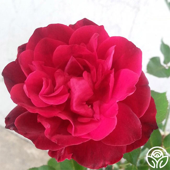 Francis Dubreuil 4 Francis Dubreuil - Image 2