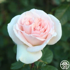 Francis Meilland® -Heirloom Roses francis meilland 11