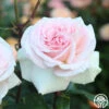 Francis Meilland® -Heirloom Roses francis meilland 12
