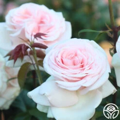 Francis Meilland® -Heirloom Roses francis meilland 13