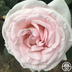 Francis Meilland® -Heirloom Roses francis meilland 1 8