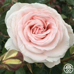 Francis Meilland® -Heirloom Roses francis meilland 2 8