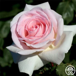 Francis Meilland® -Heirloom Roses francis meilland 4