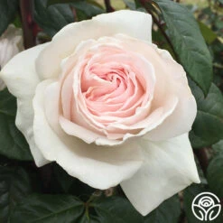 Francis Meilland® -Heirloom Roses francis meilland 5