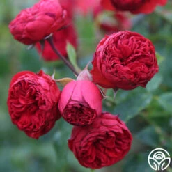 Francois Rabelais -Heirloom Roses francois rabelais 11