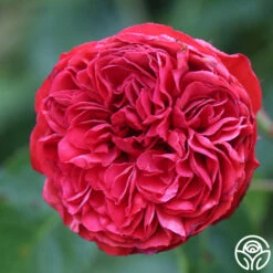 Francois Rabelais -Heirloom Roses francois rabelais 12