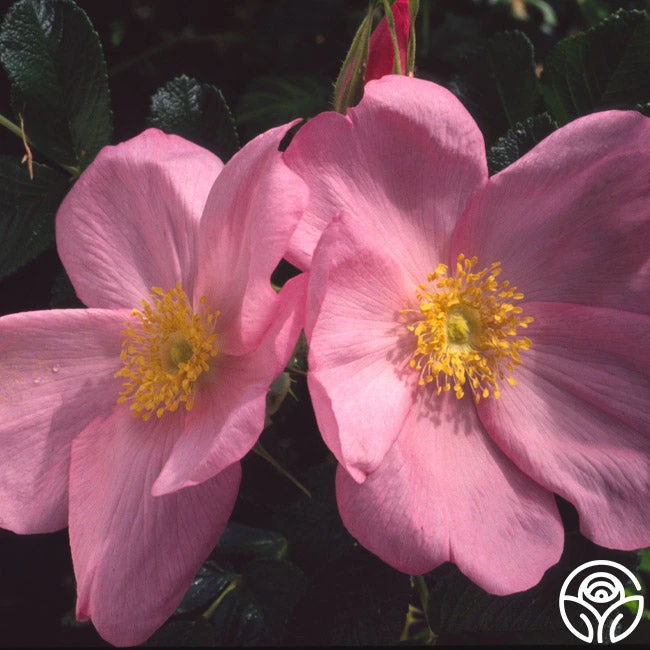 Fru Dagmar Hastrup 4 Fru Dagmar Hastrup - Image 2