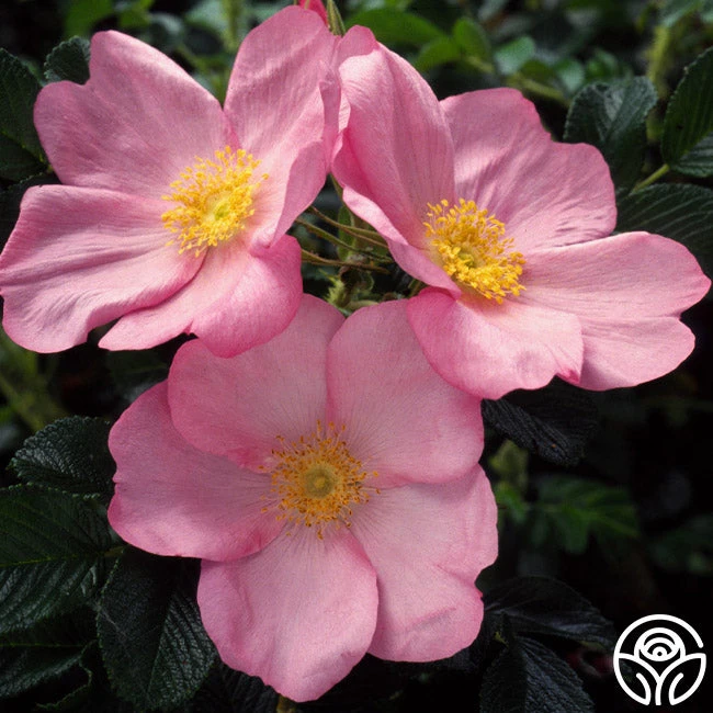 Fru Dagmar Hastrup 3 Fru Dagmar Hastrup