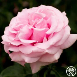 Frédéric Mistral® -Heirloom Roses fre de ric mistral 11