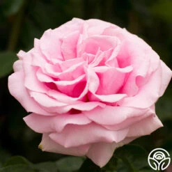 Frédéric Mistral® -Heirloom Roses fre de ric mistral 12