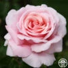 Frédéric Mistral® -Heirloom Roses frederic mistral 1 8